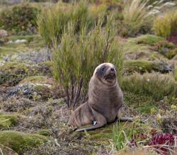 New Zealand sealion pup: A sealion pup (about 2.5 months old) in scrub at the back of Sandy Bay